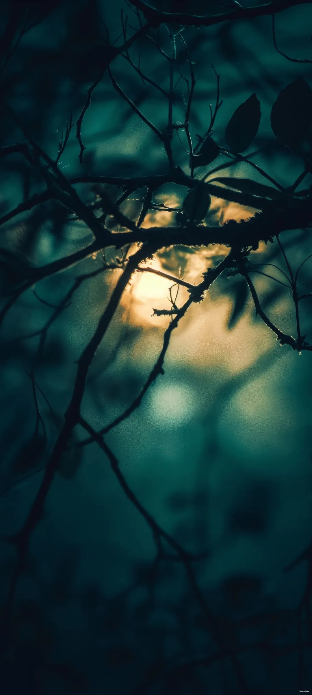 wallpaper1217.webp